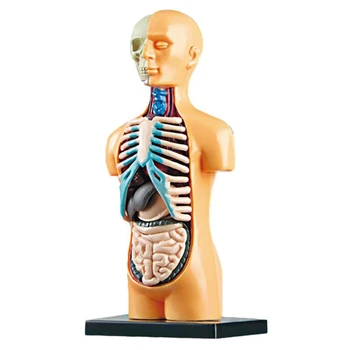 3D Свалящ се Анатомическая Модел от Тялото на Човека Торса За Обучение Играчка Структурата на Човешкото Тяло, Обучение За Дете, на Дете, Ученик
